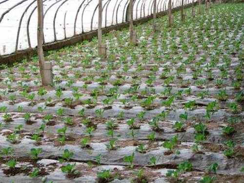 長(zhǎng)沙大棚